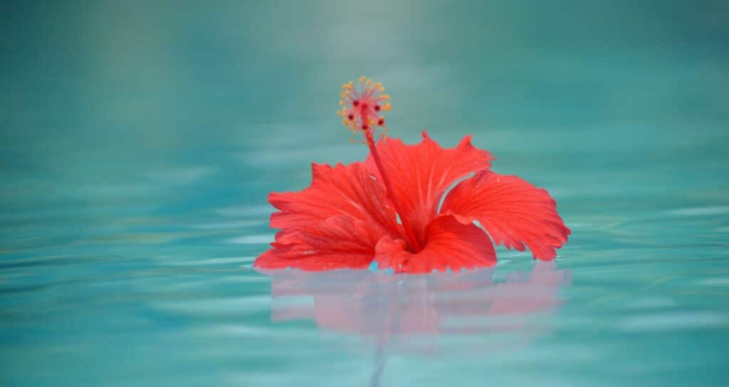Wie man Hibiskus gegen Falten einsetzt